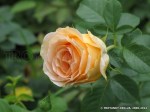 Polka 91-4.jpg